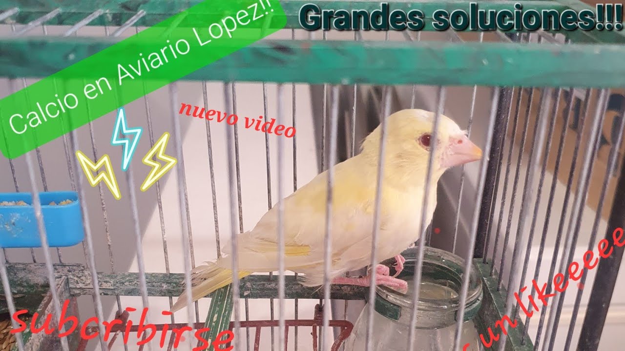 El Calcio en la cria de verderon mutado,cria en cautividad Consejos básicos!!!Muy importante.