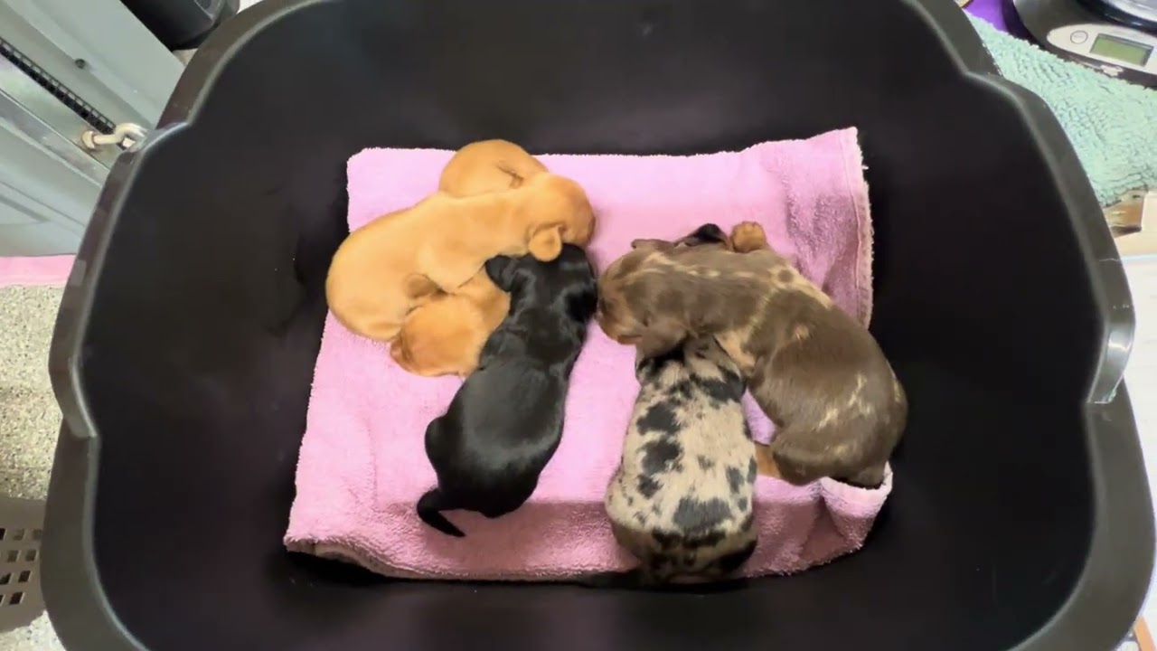 Nova's C Litter 2 Weeks Old