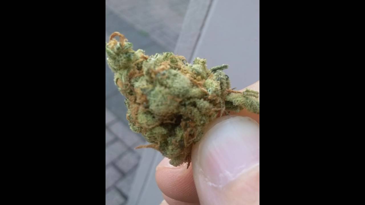 Super Silver Haze