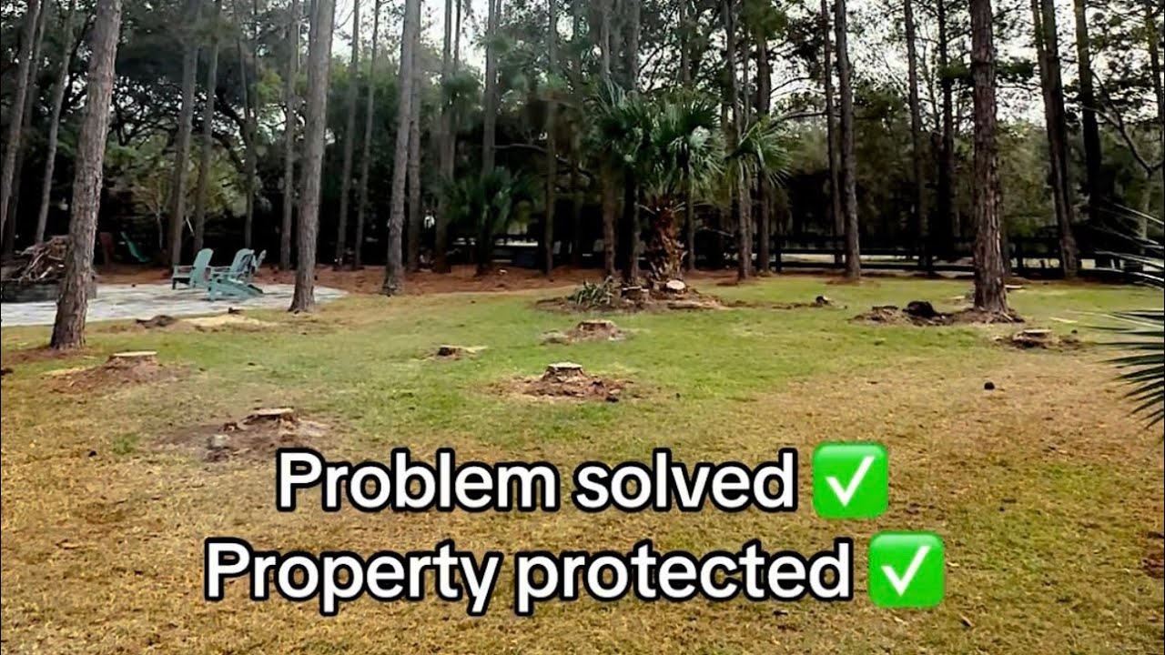 Removing 11 Pine Trees Infested with Bore Beetles