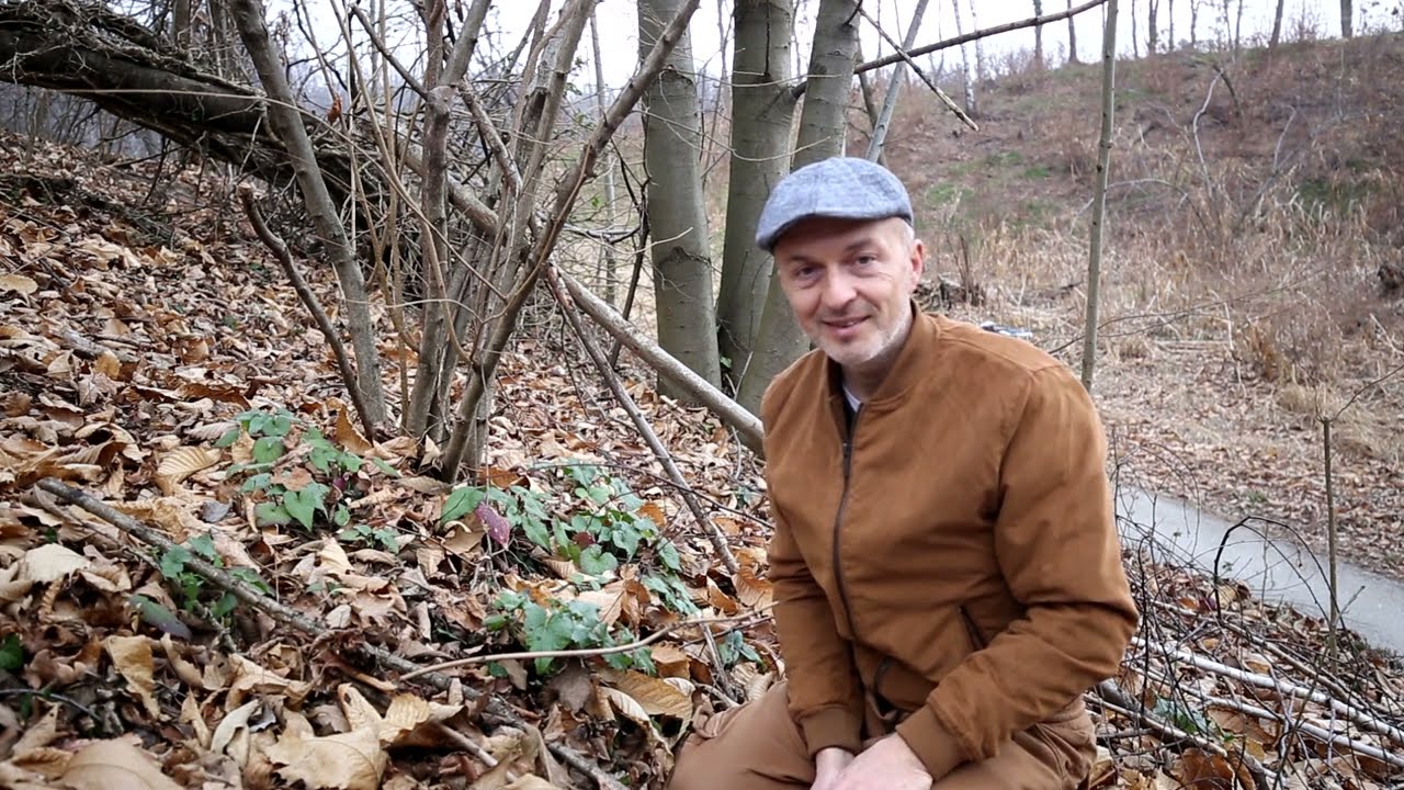 Video 194 - Lunaria annua, riflessi di Luna