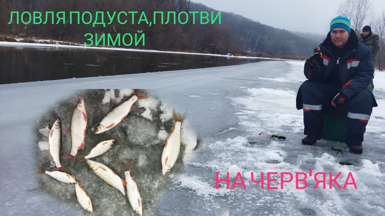 Ловля ПОДУСТА,плотви ЗиМОЙ.Ловля ПОДУСТА на черв'яка