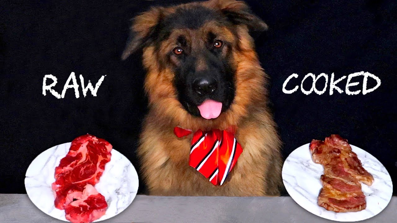 Do Dogs Prefer RAW or COOKED Meat?