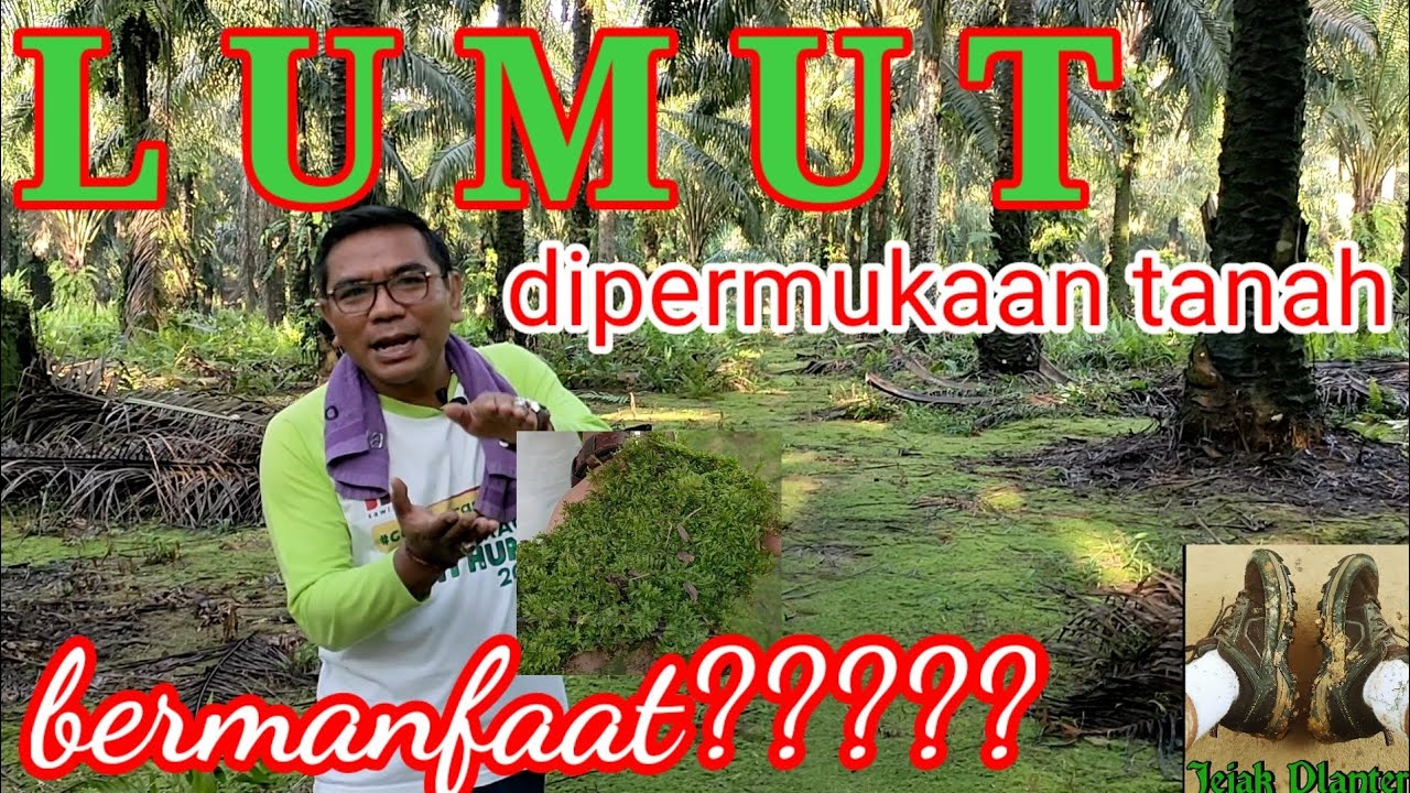 LUMUT pada permukaan Tanah