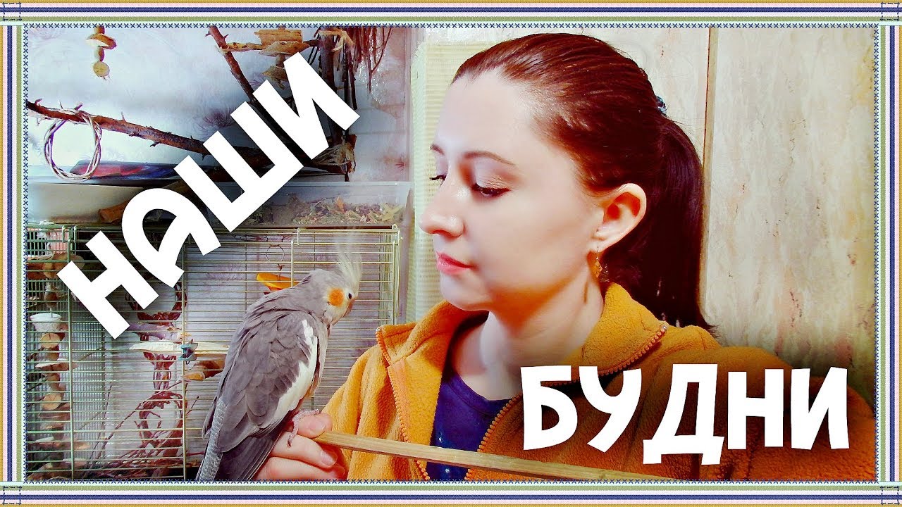 Влог | КАК ПРОХОДИТ МОЁ УТРО И ДЕНЬ С ПОПУГАЯМИ.Покупки для попугаев.Защита от кусачего воробья Тоши