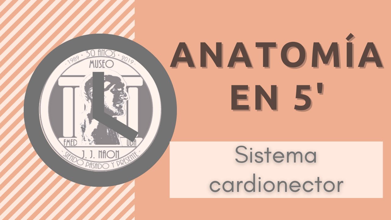 Sistema Cardionector en 5 minutos | UBA. Museo de Anatomía J.J. Naón