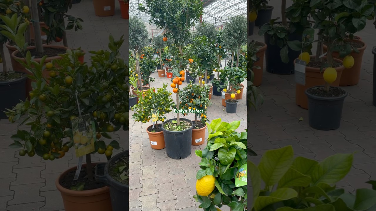 Dwarf Fruit Tree in containers #garden #fruittree #gardening  #fruitbearingplants