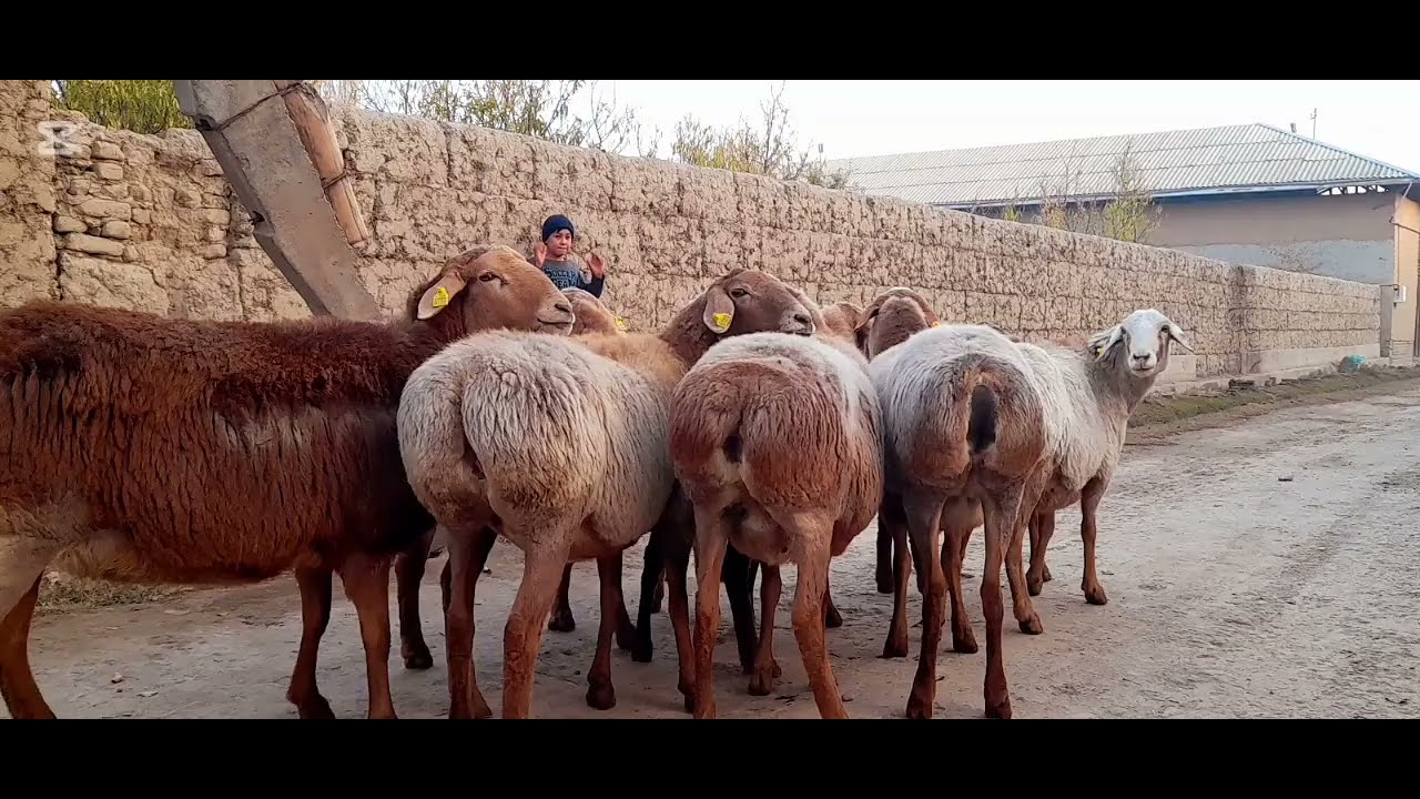 🇰🇬QIRGIZISTON TOZA ZOTLI 💥BÕĞOZ SOVLIQLAR 💥KELDI NARHILAR JUDA ARZON EKAN SHOSHILAMIZ 😱😱😱