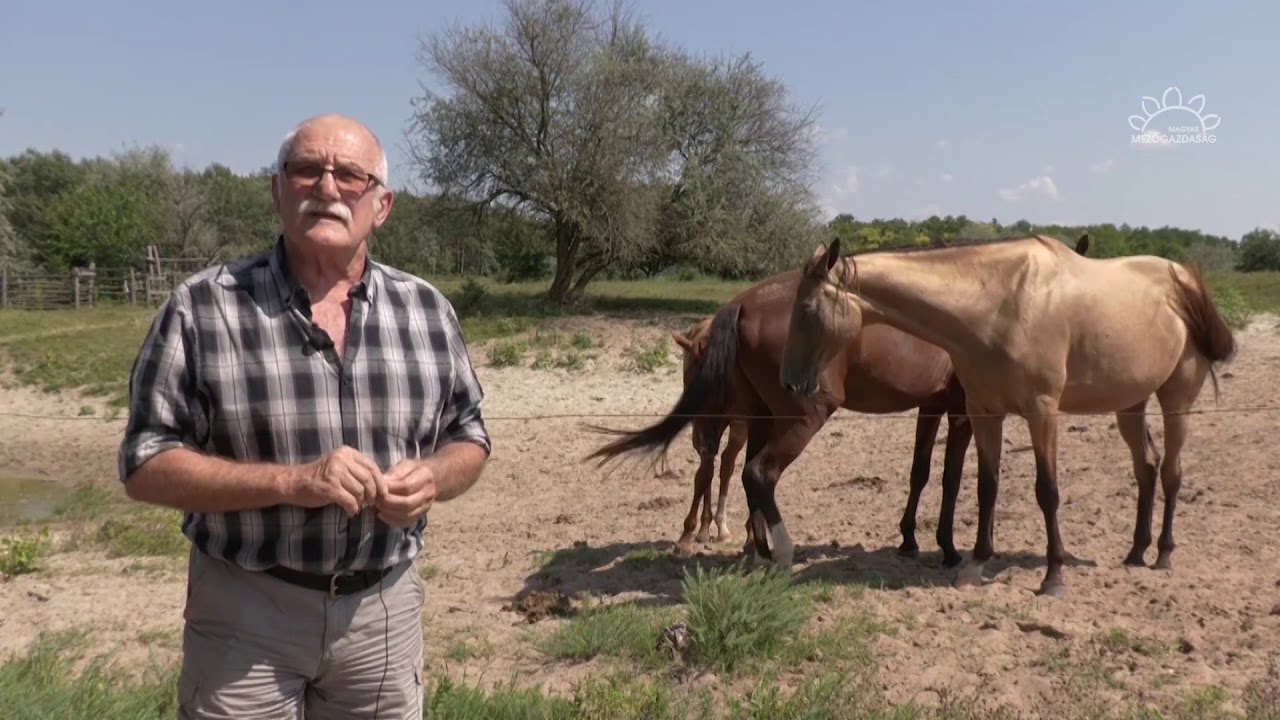 MMG - A honfoglalás-kori lovak - az akhal teke