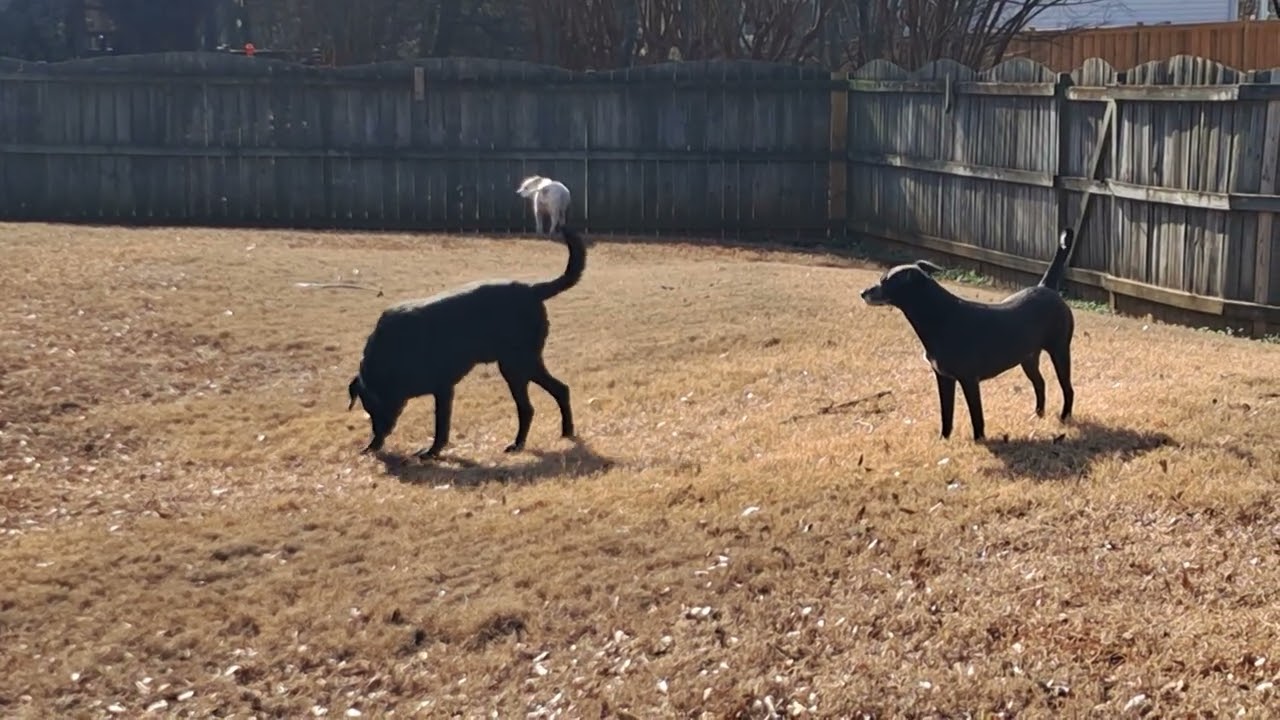 Silly Dogs - Outside Zoomies @UrbanSClady