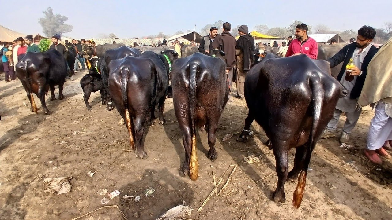 Gujarat Mandi Punjabivlog6l2l2026