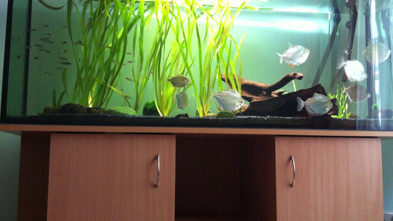 Silver dollar fish (Metynnis argenteus) +  Hemigrammus rhodostomus