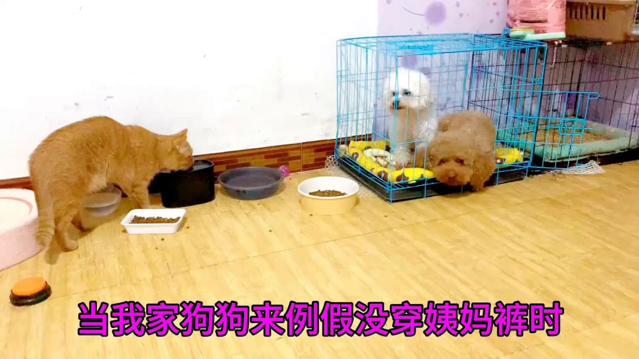 当狗狗来例假时 你们家的也是这样吗？