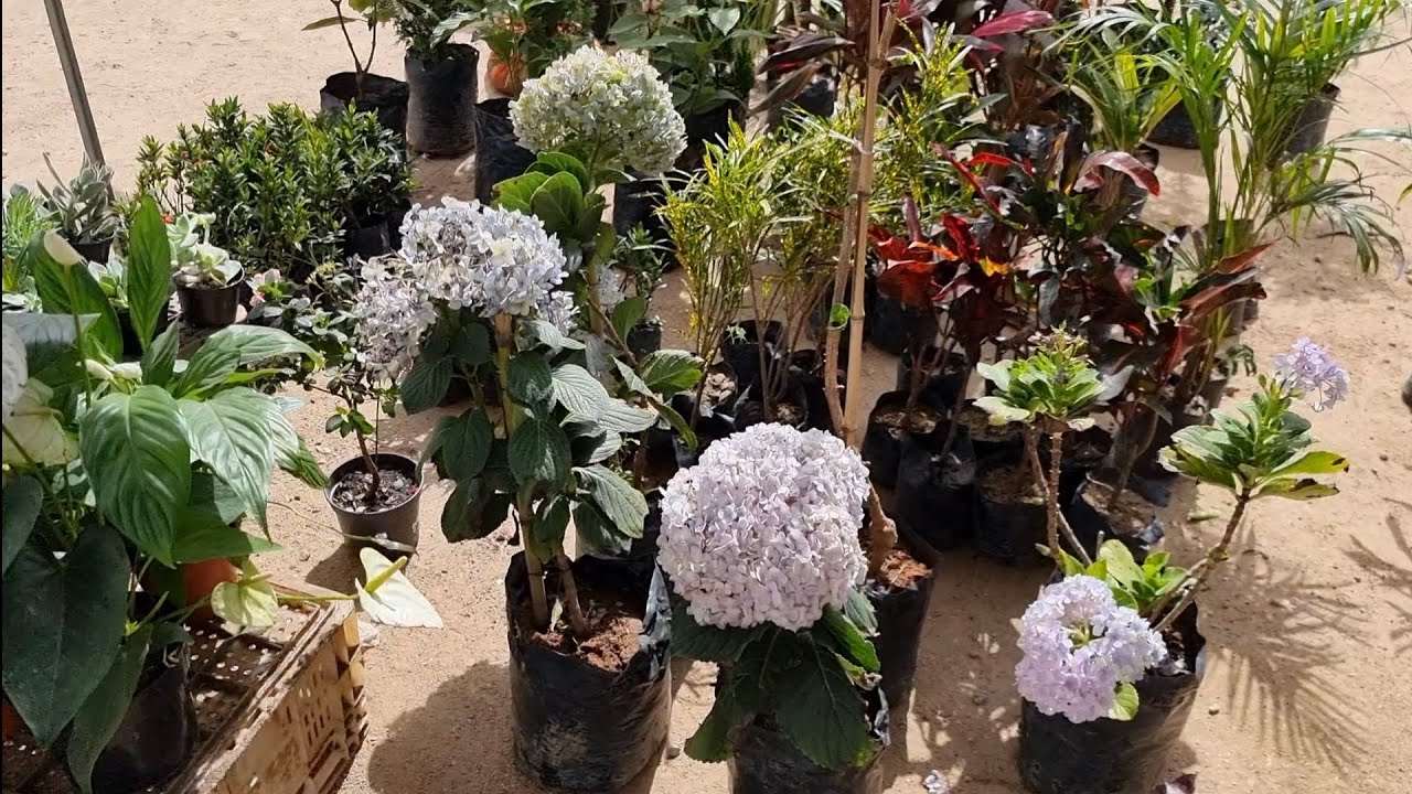 Feira de plantas em Caruaru