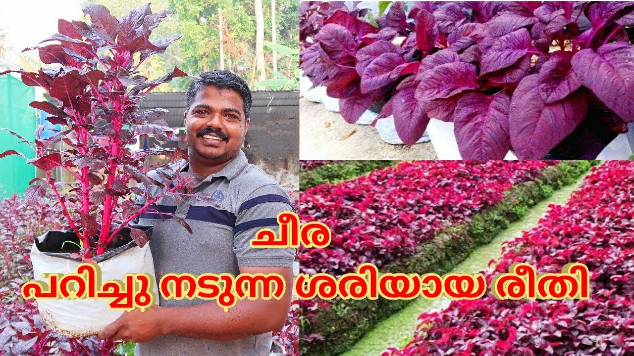 ചീര പറിച്ചു നടുന്ന ശരിയായ രീതി