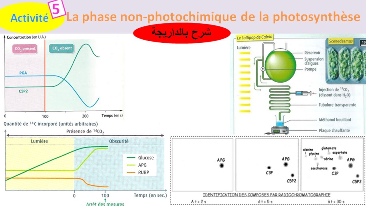 La phase non photochimique de la photosynthèse (شرح بالداريجة)
