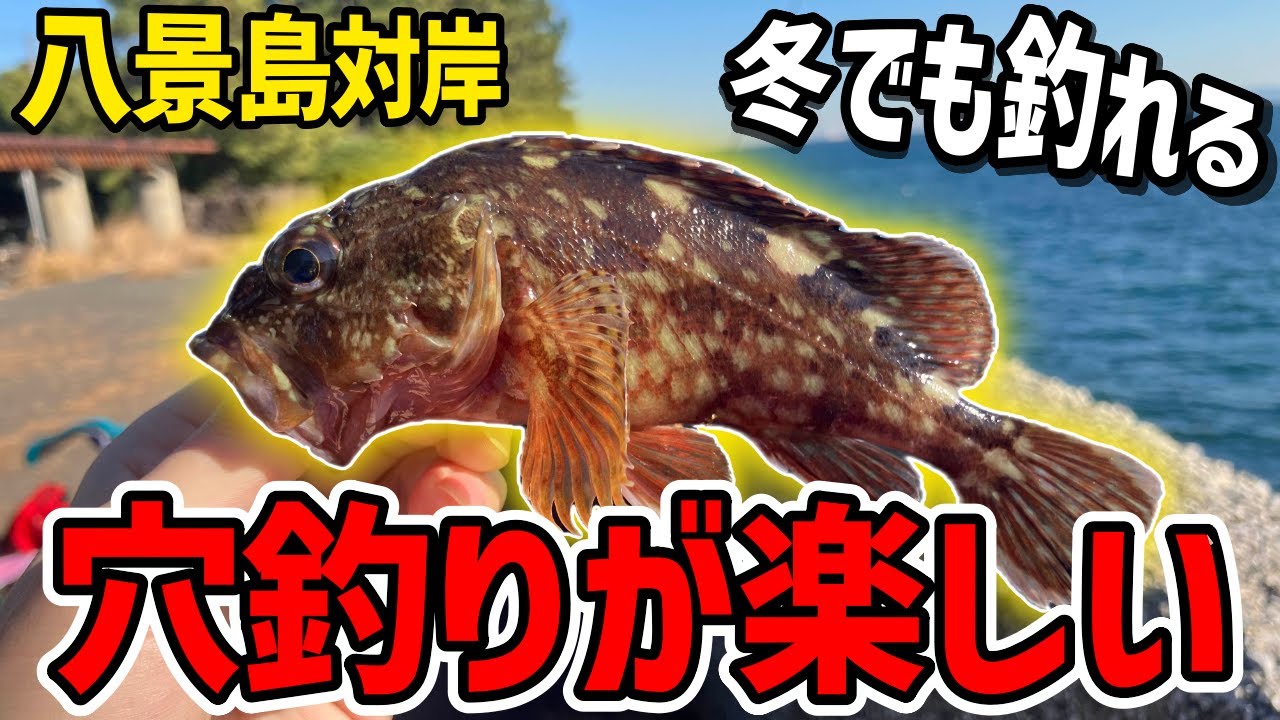 【金沢八景島対岸】初心者でも冬だろうが簡単に魚が釣れる穴釣りでカサゴや根魚を釣る！！【魚釣り】【根魚】【ブラクリ】