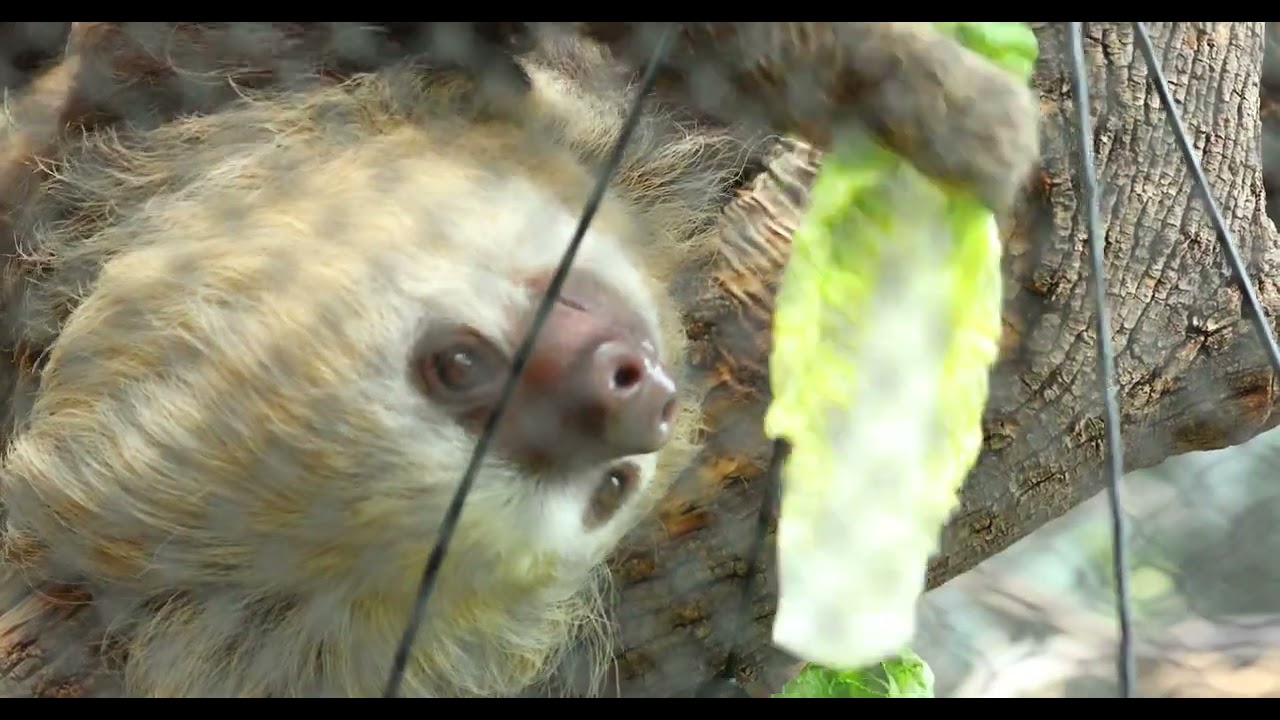 Lincoln Park Zoo Welcomes a New Hoffmann&rsquo;s Two-toed Sloth