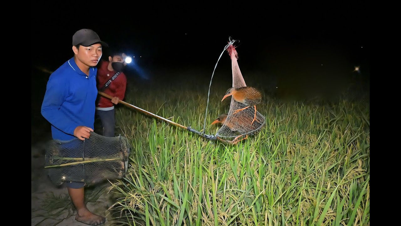 Bắt chim đêm khi cắt lúa sau 3 tháng. Thật nhiều chim khủng giữa trời mưa to.