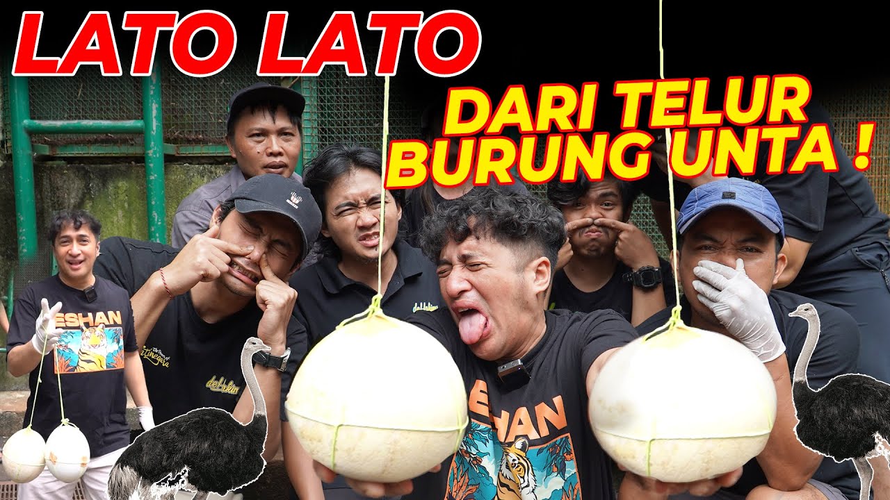 VIRAL !!! LATO LATO TERBESAR DARI TELUR BURUNG UNTA !!! sampe mledak gaes... !!