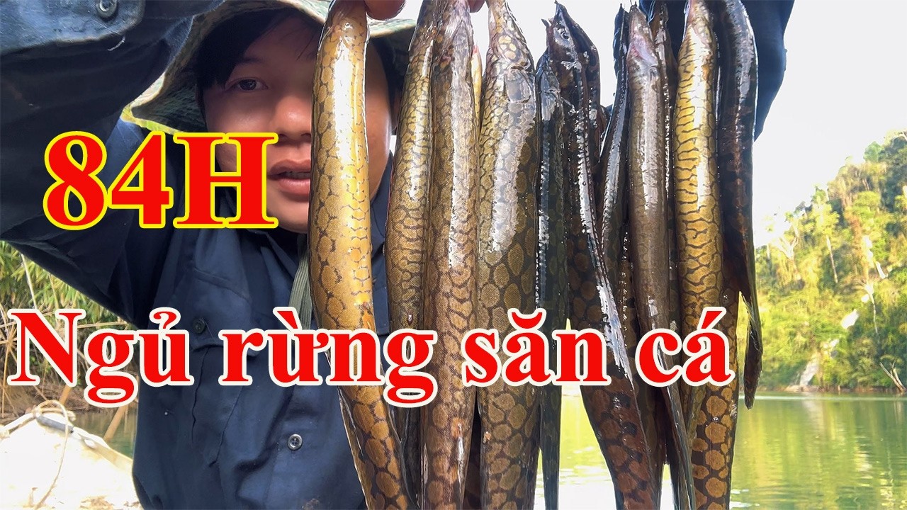 Tôi đã ở 4 ngày 3 đêm trong rừng để câu bầy cá này dính 1 lần là khoái luôn