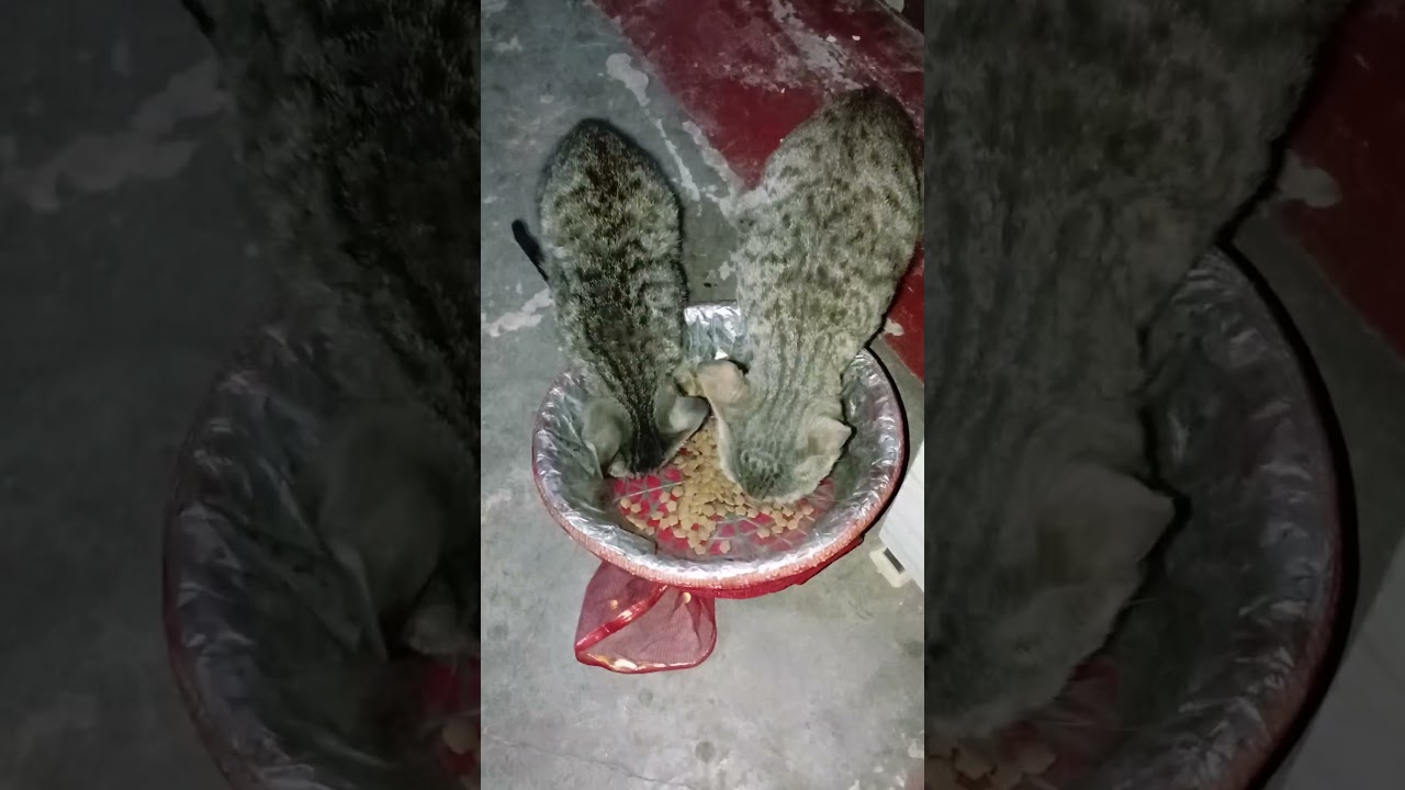 feeding street cats 💕 hungry Cats feeding dry food 