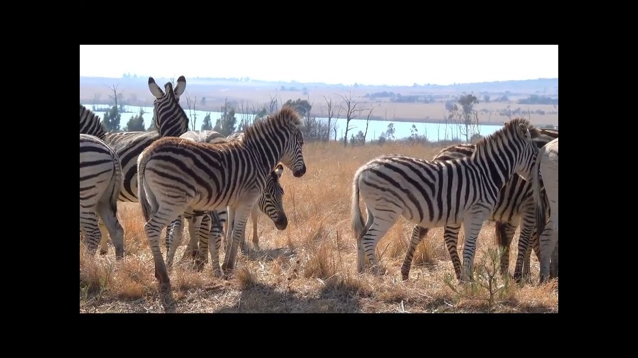October 16, 2024/Zebra