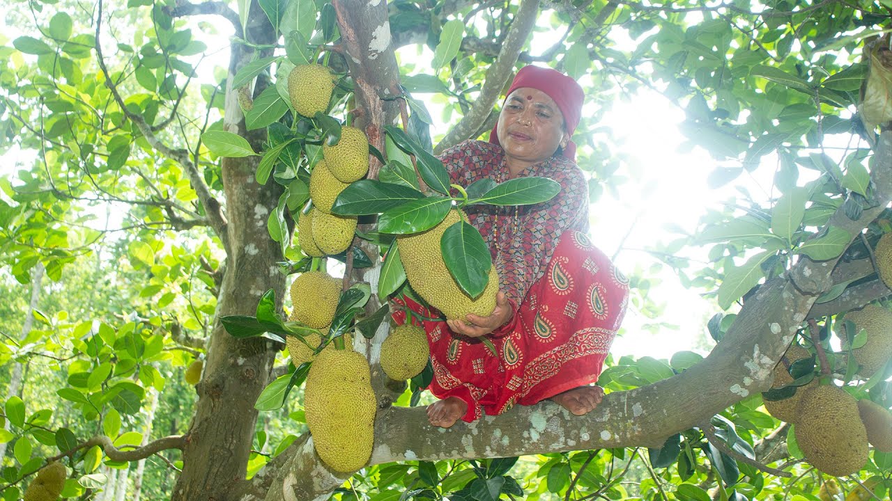 रुख कटहर पकाउने सोचमा हुनुहुन्छ ? यो भिडियो हेर्नुहोला || Jackfruit Curry || KanchhiKitchen