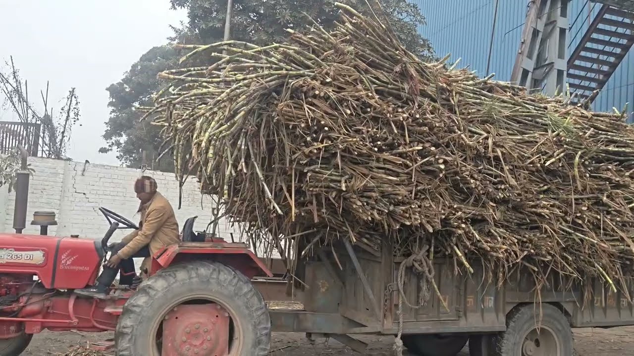 रजपुरा गन्ना मील में ट्रैक्टरों की रफ्तार 