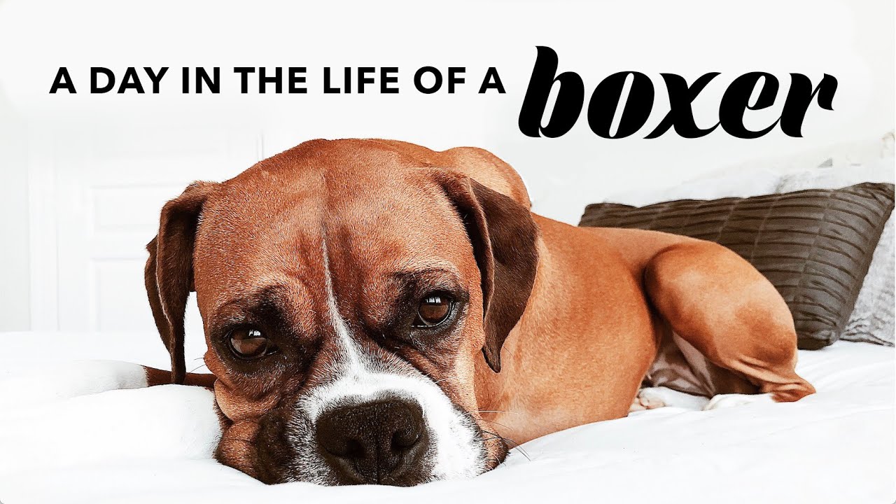 A Day In The Life Of A Boxer Dog 🐾 Quarantine Life With My Dog