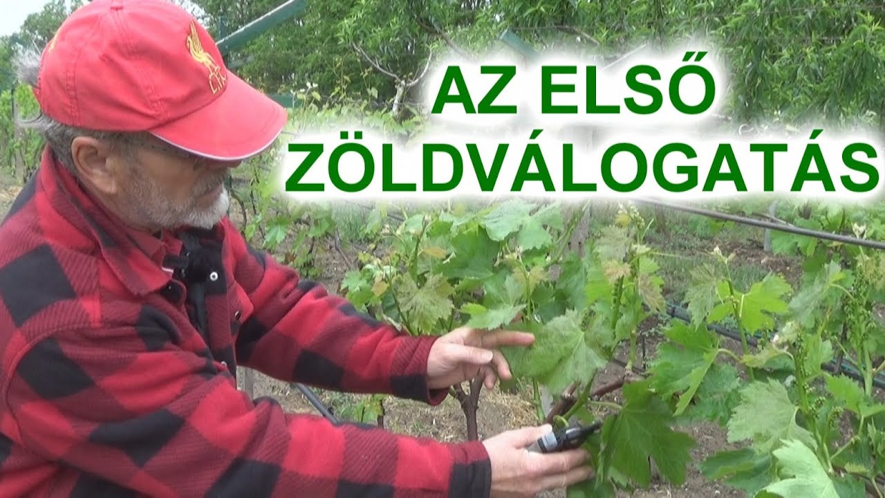 CSEMEGESZŐLŐ ZÖLDVÁLOGATÁSA  -  SZÁLVESSZŐS ÉS RÖVIDCSAPRA ALAKÍTOTT TŐKÉN