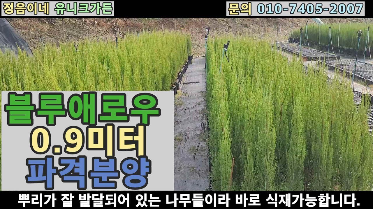 2023 블루애로우 화분묘 분양/ 가을에 식재하기 좋은 화분묘 추천~! / 정원수 추천 [☆판매완료☆]