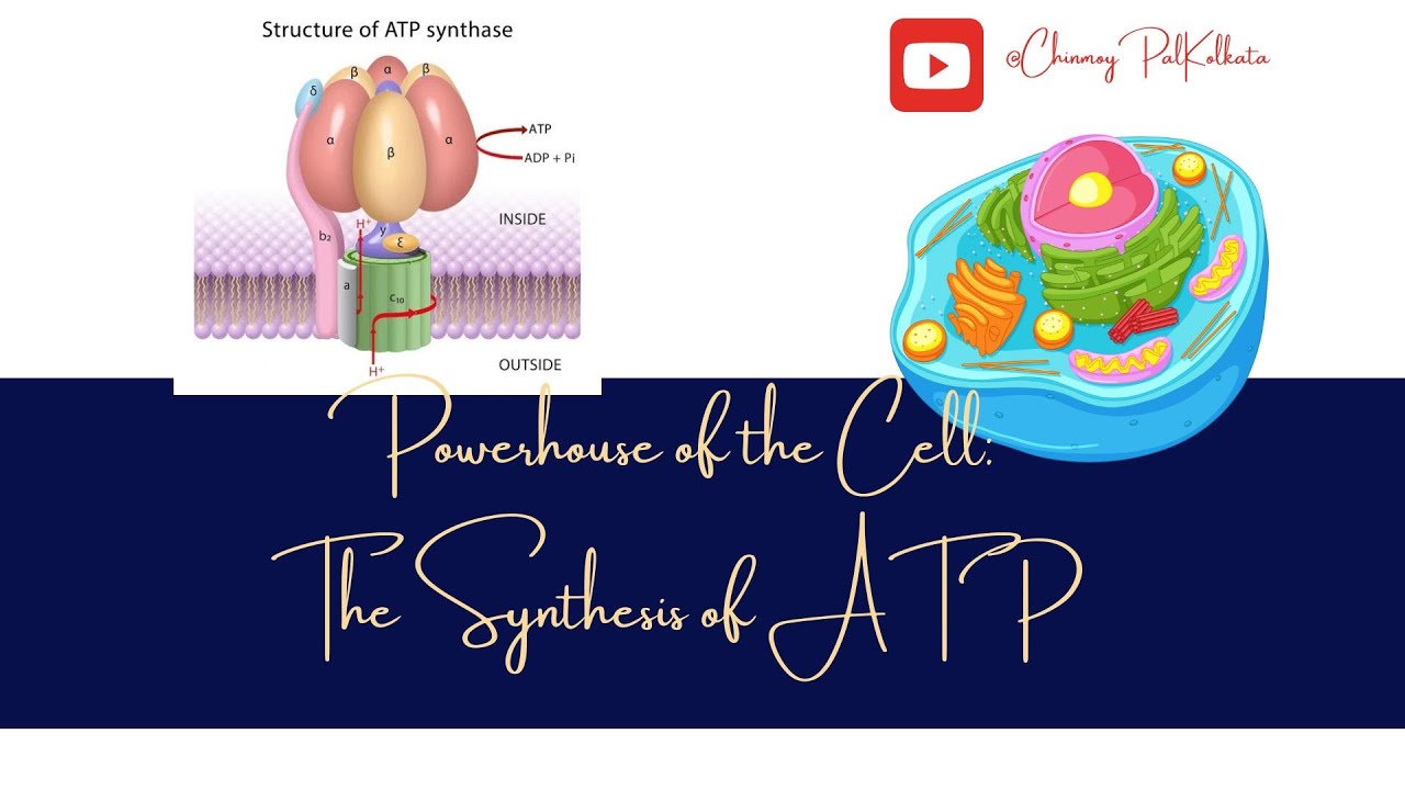 Powerhouse of the Cell : The Synthesis of ATP I CHINMOY PAL