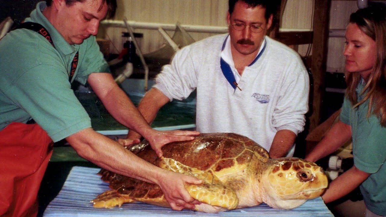 First Look at the Sea Turtle Recovery™ Exhibit
