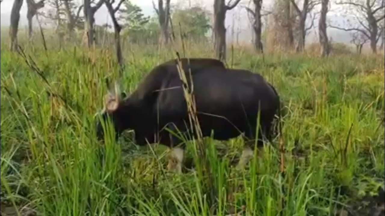Endangered species Indian Bison 🦬 in Chitwan National Park