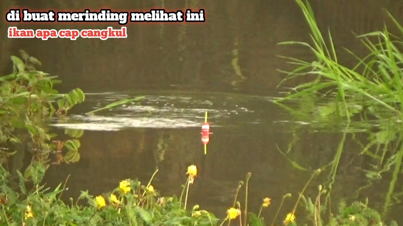 Mancing kali ini benar² beruntung mendapatkan semua jenis ikan predator air tawar