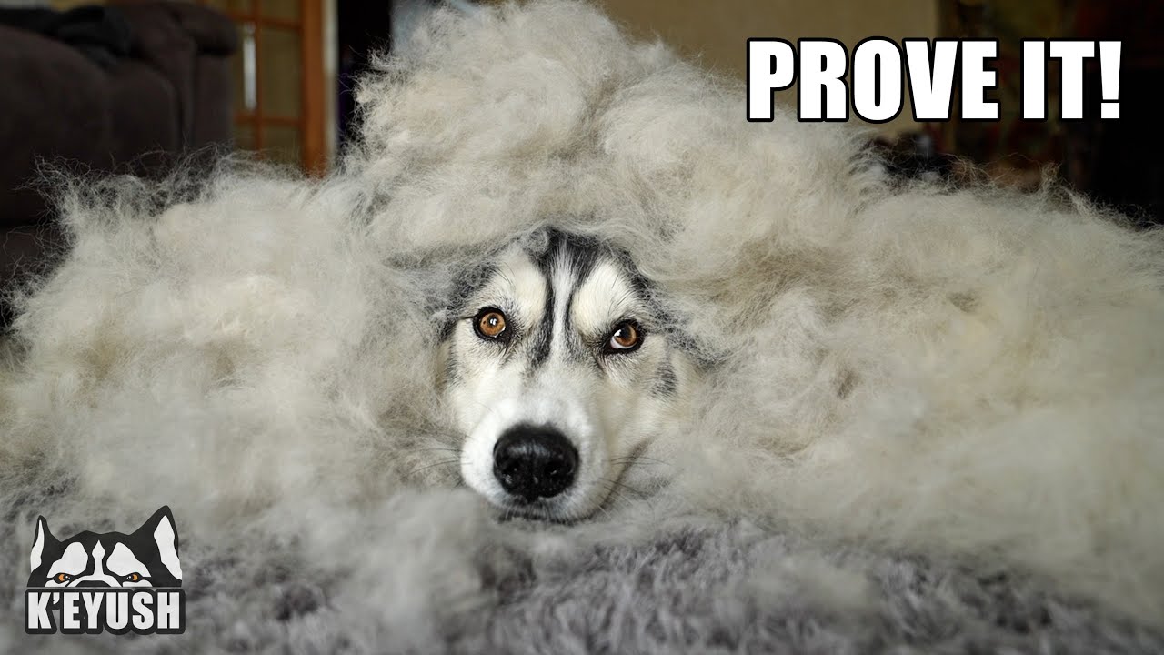 Embarrassed Husky Doesn’t Want to be Brushed! 1 HOUR Grooming!
