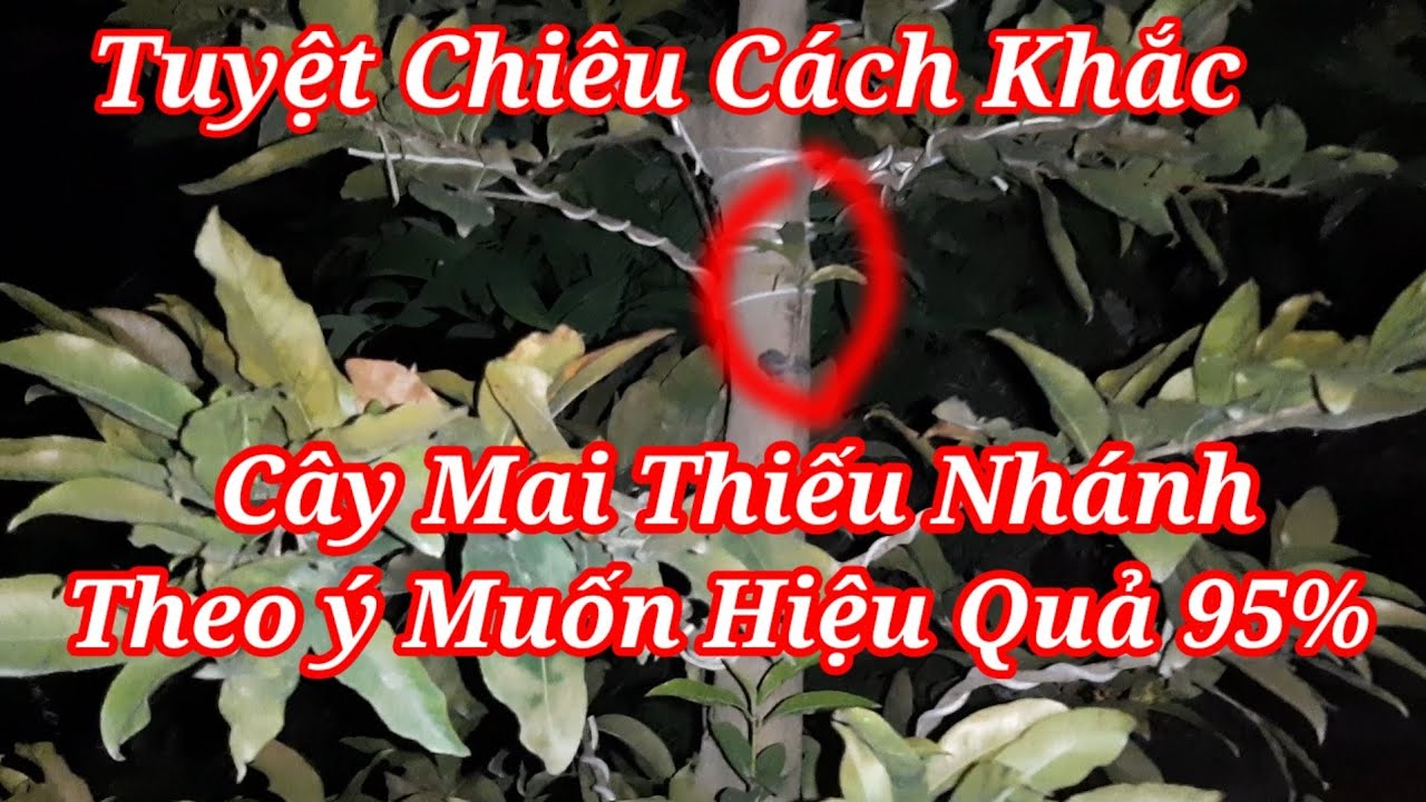 Cách Xử Lý Cây Mai Thiếu Nhánh, Thiếu Tàn Theo ý Muốn Hiệu Quả Nhất.