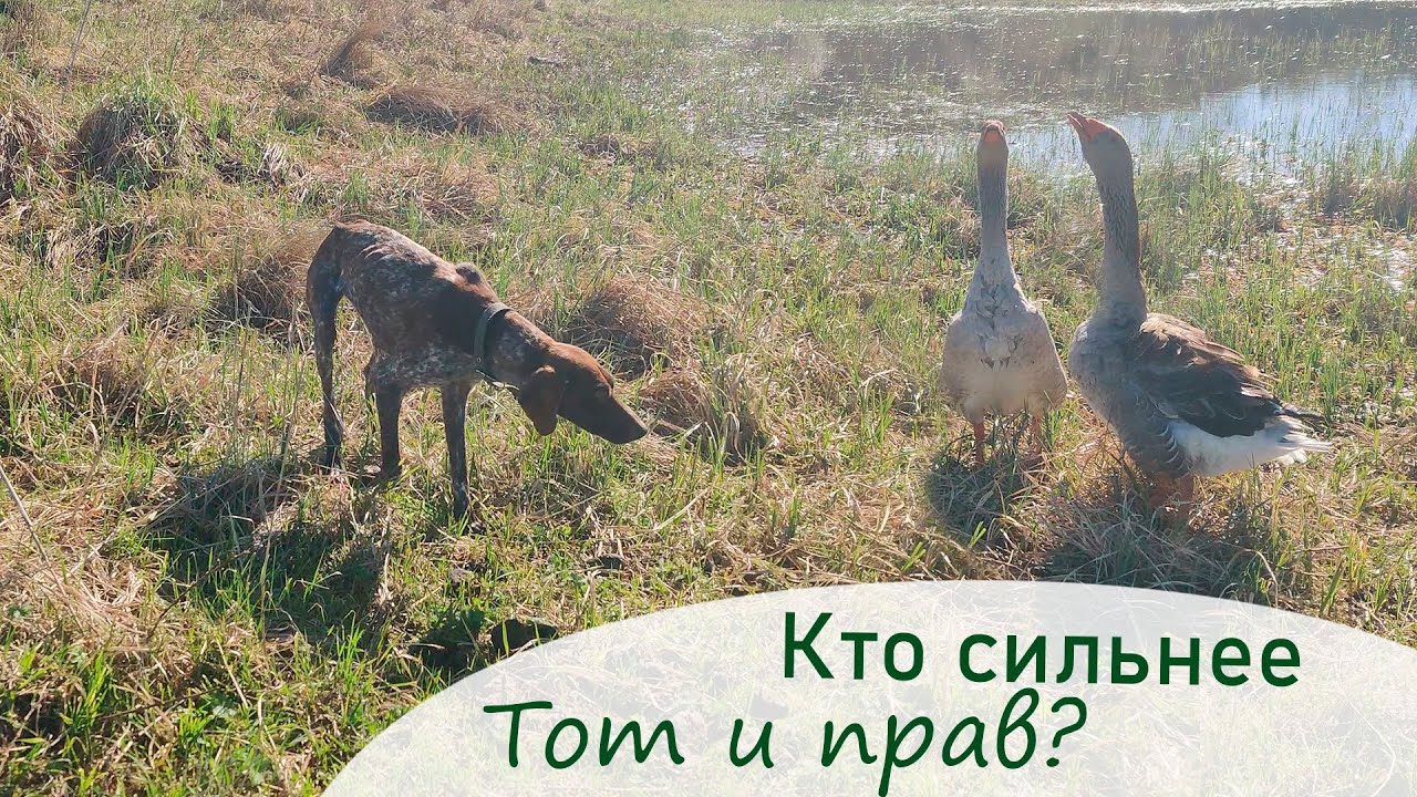 Как можем боремся с бездорожьем. А погодка то налаживается!/ Переезд в Краснодарский край.