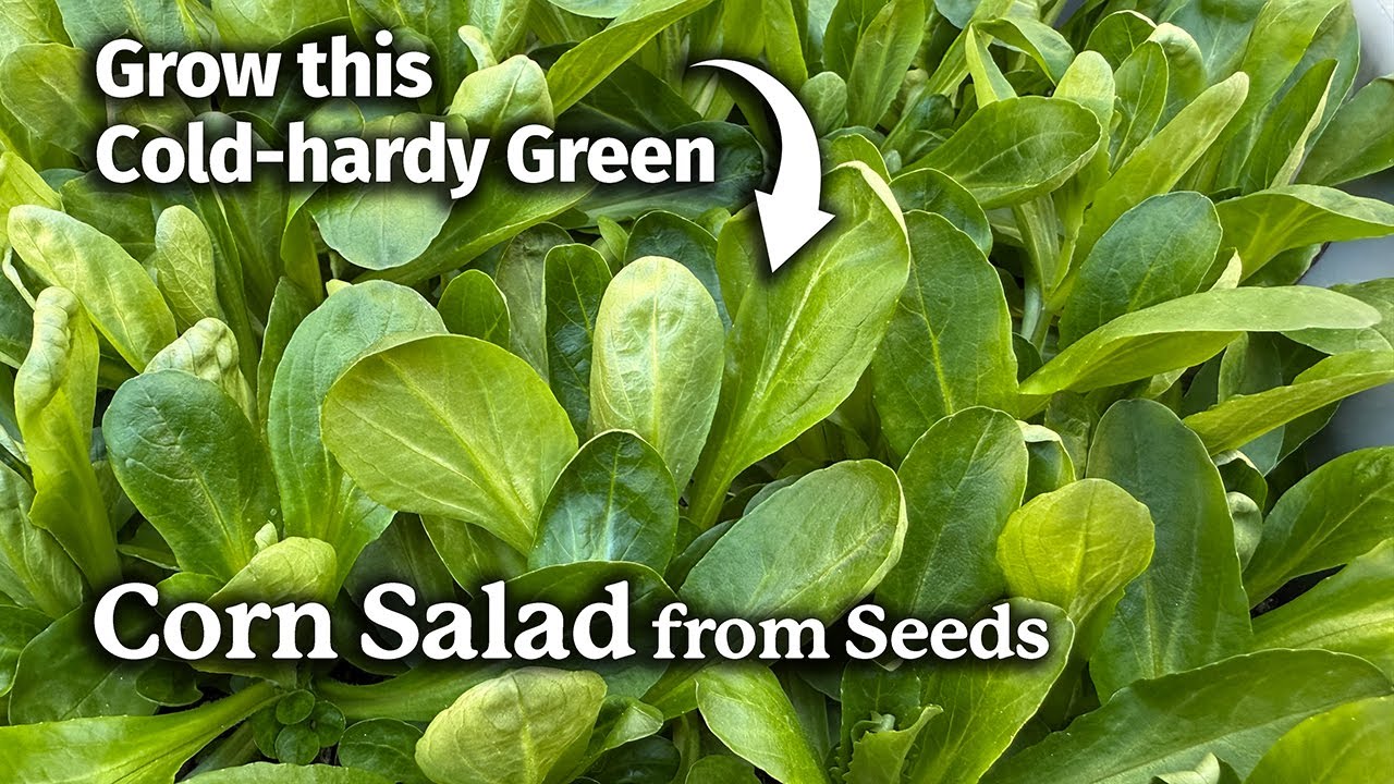 How to Grow Corn Salad or Mache from Seed | A Winter Salad Green
