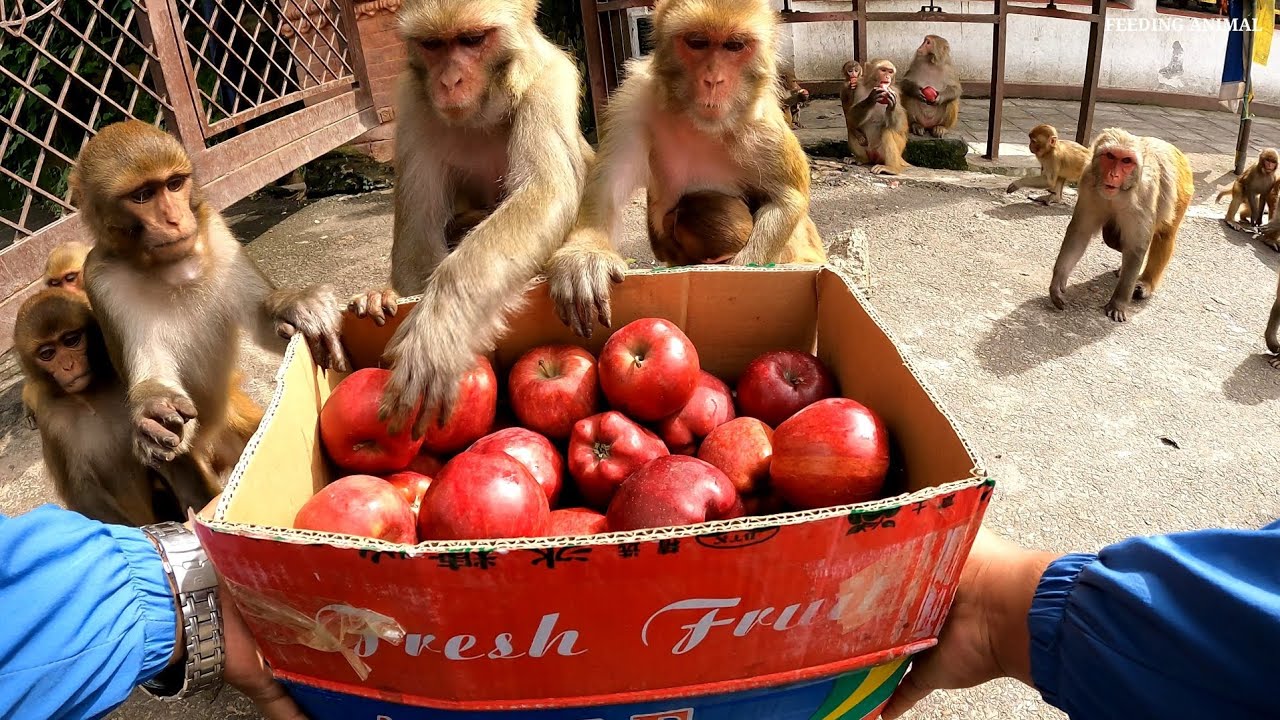 Monkey video || Feeding red delicious apple fruits || feeding apple