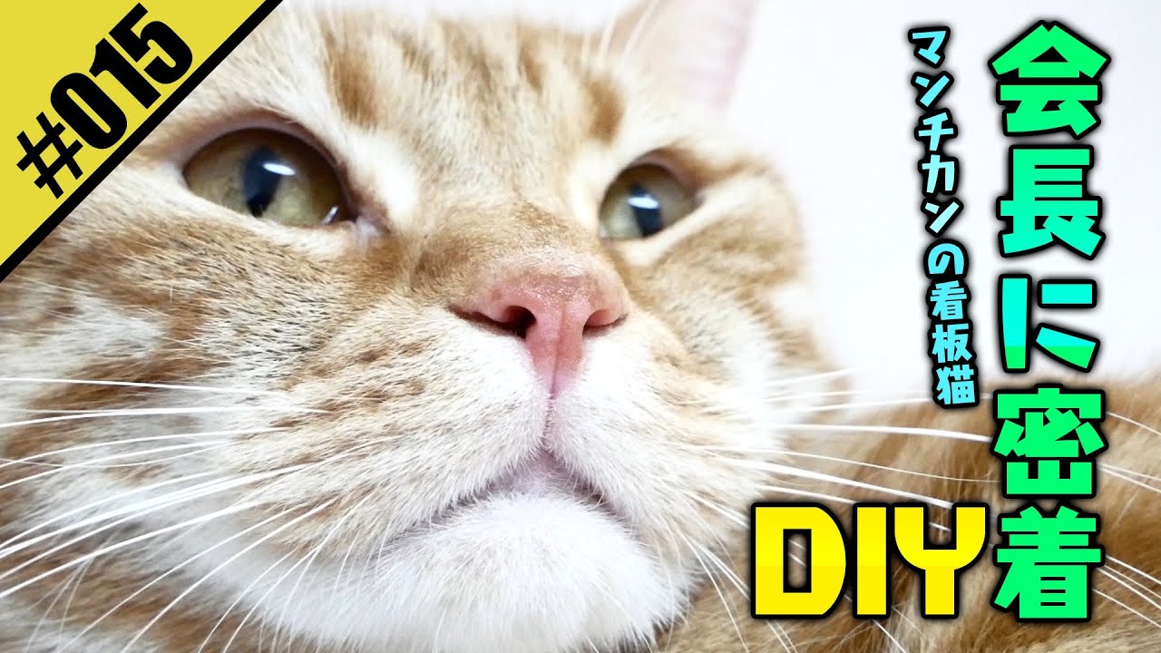【密着シリーズ第3弾　マンチカンの看板猫・会長に密着DIY】猫好きもDIY好きも集まれ〜！！