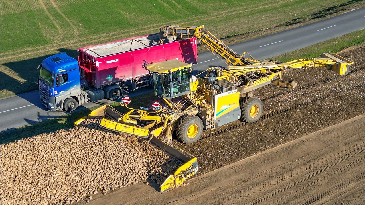 Odvážanie cukrovej repy s Ropa Maus 6