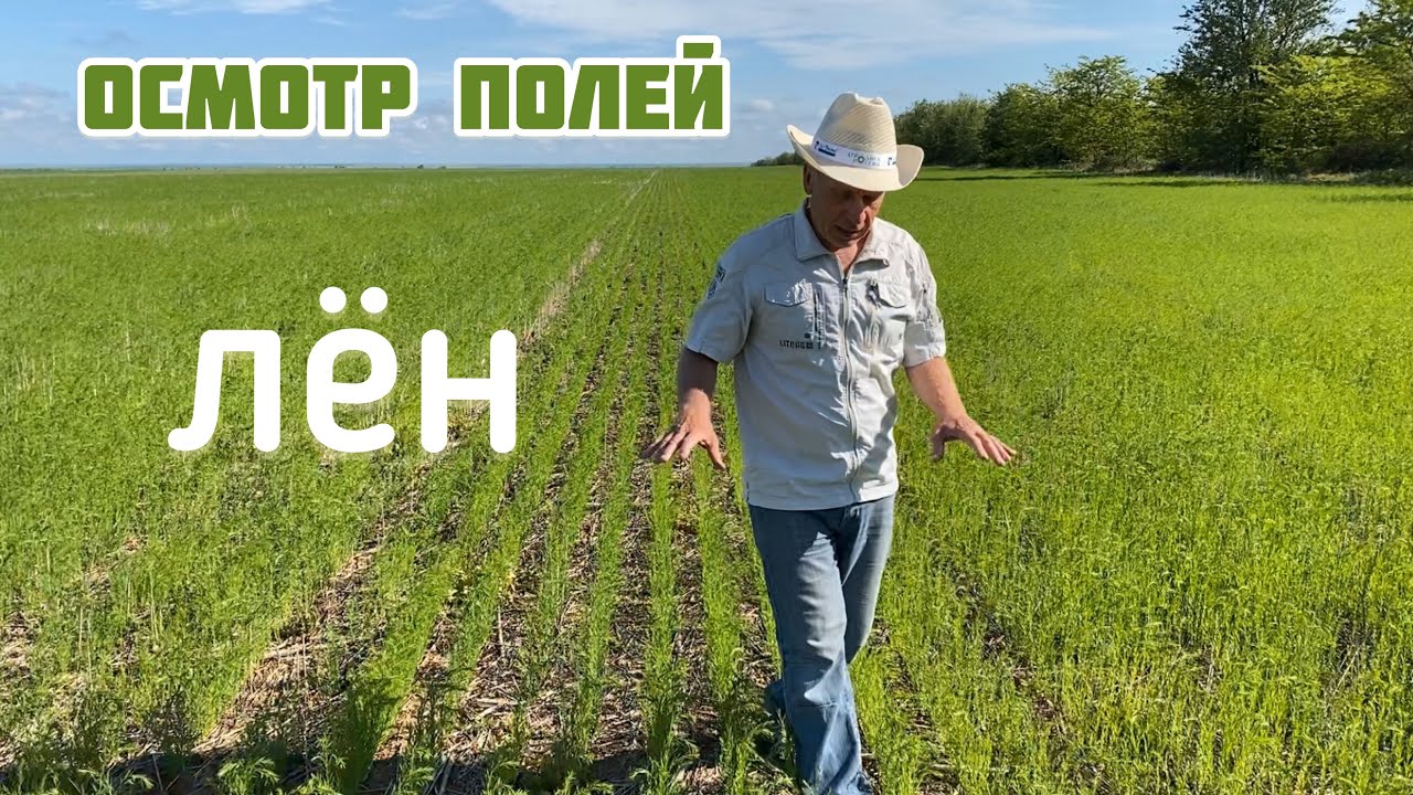 Осмотр яровых посевов | Лен