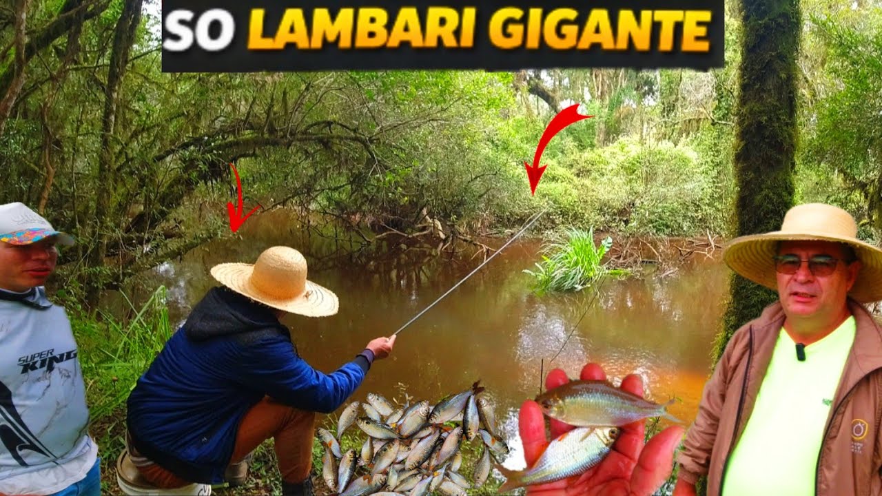Achei um Ponto com Lambari Gigante &mdash; Pescaria de prateado Incr&iacute;vel