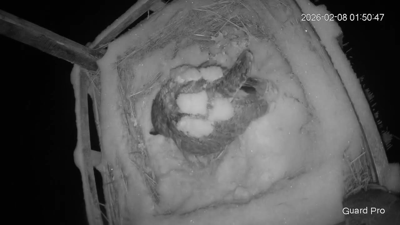 Great Horned Owl Nest 2026 #15