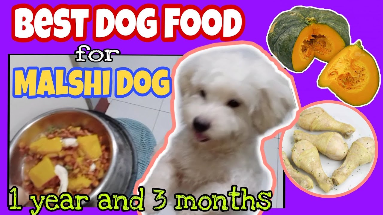 HOW TO PREPARE FOOD FOR DOGS | BEST FOOD FOR DOGS | MALSHI DOG