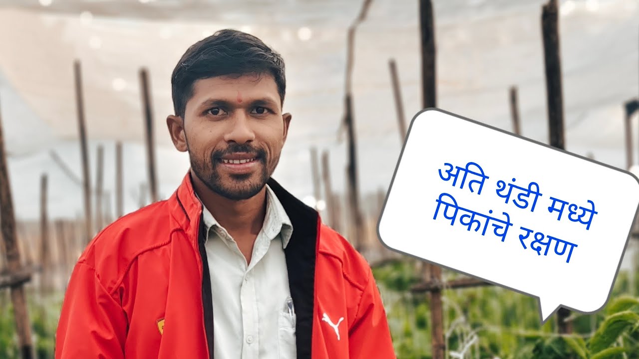 अति थंडी मध्ये पिकांचे रक्षण