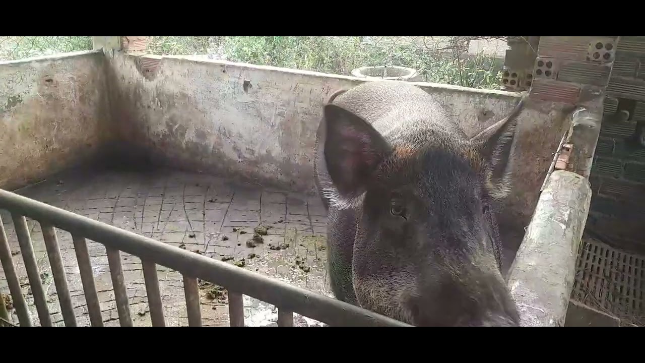 Nông dân AI lại là heo lai không  nuôi  thì  nuôi gì  cho giầu