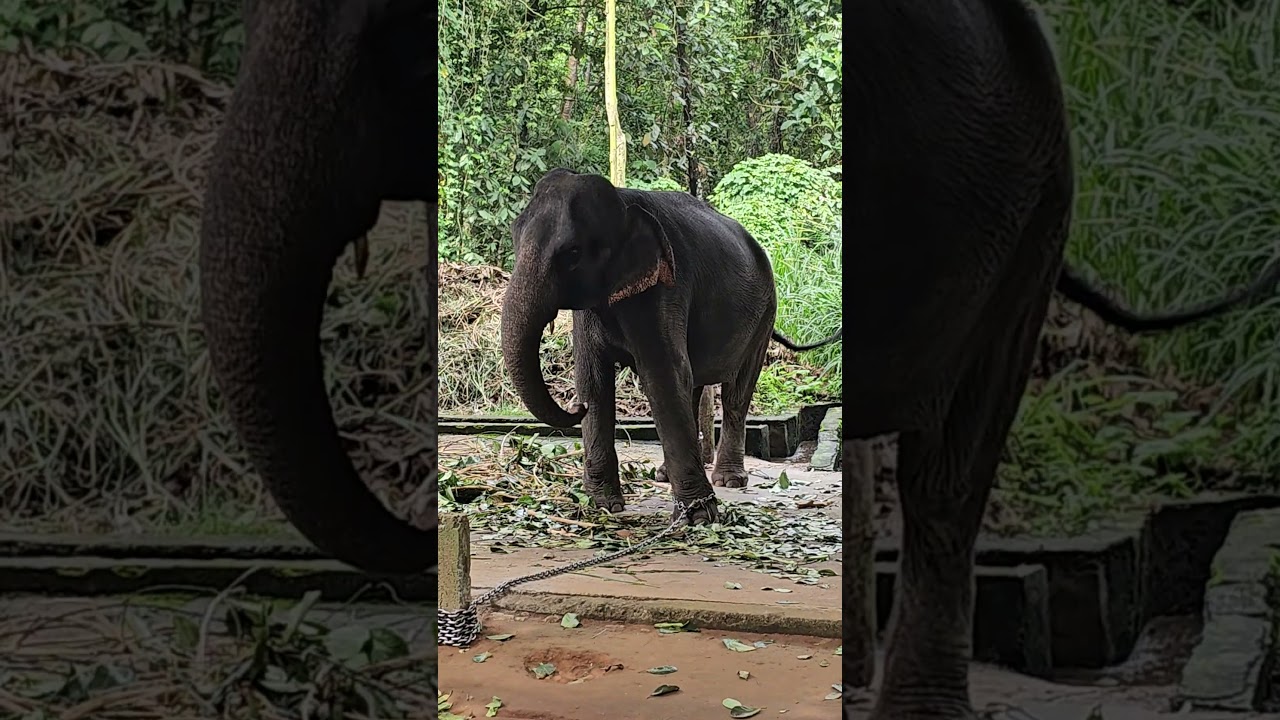 Elephant | #elephant #elephantvideo #elephants #elephantsong